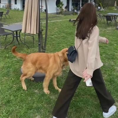 恶魔犬